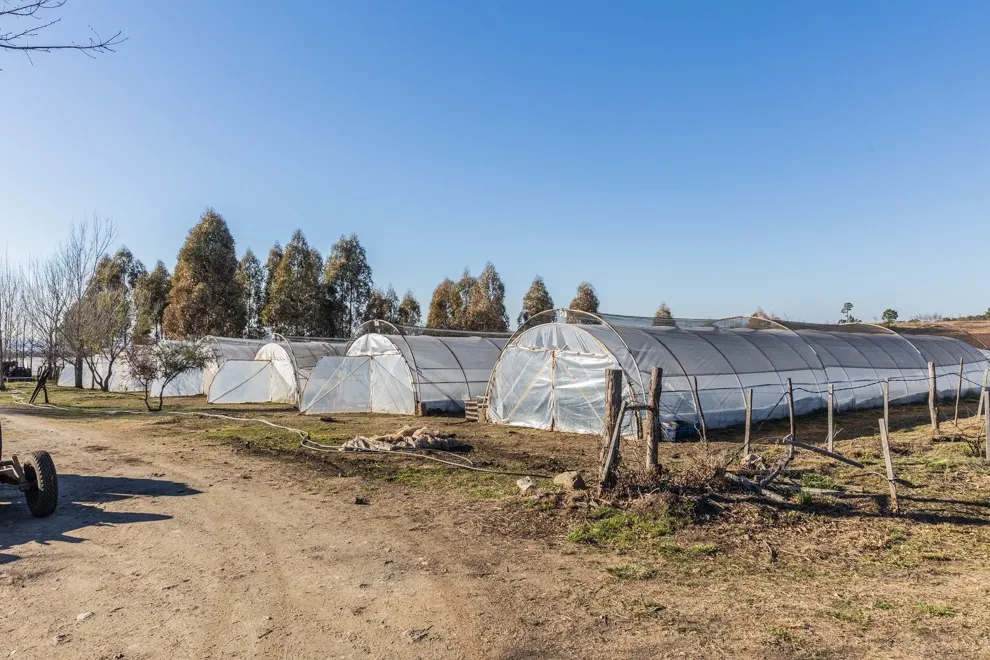 imagen_2025-09-04_114546233