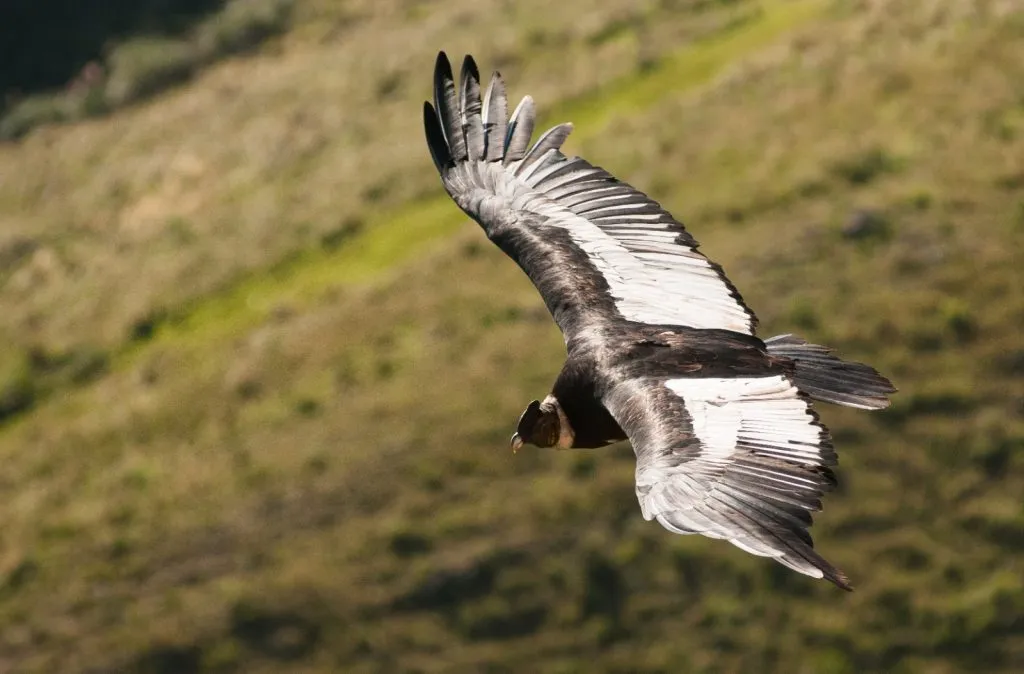 imagen_2025-09-15_233306893