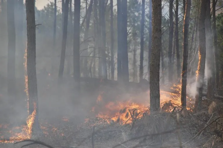 Incendios_3699-768x510