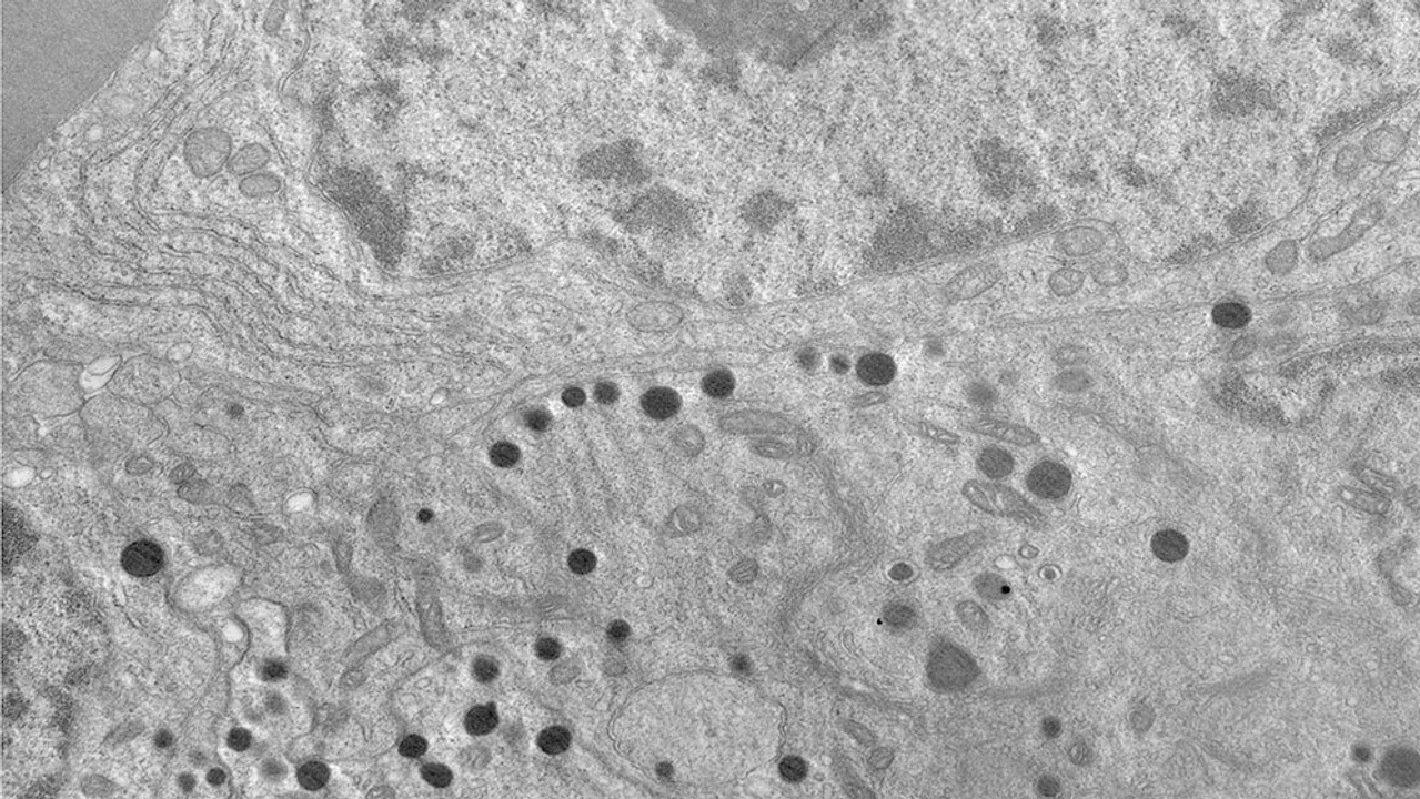 imagen_2025-05-09_083601160