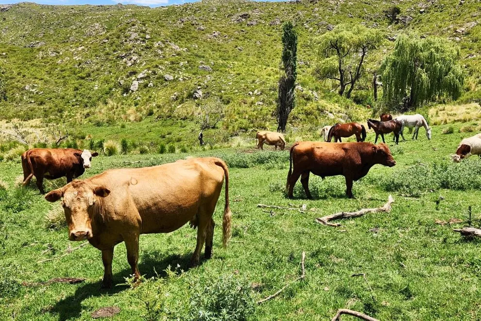 imagen_2025-07-29_085213042