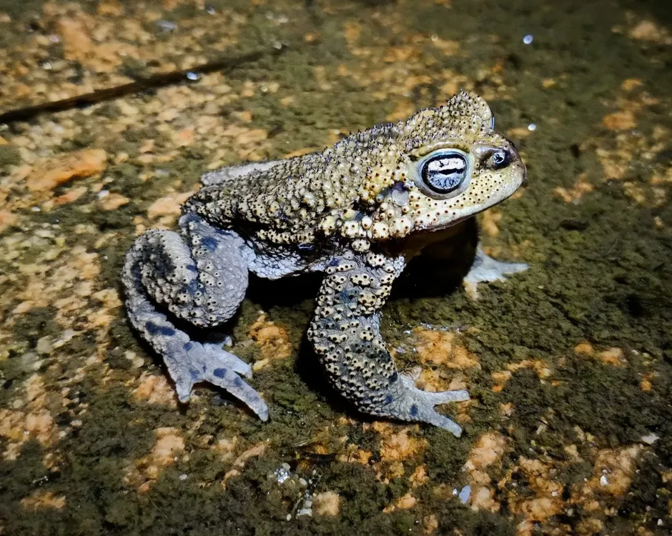 imagen_2025-09-15_233232627