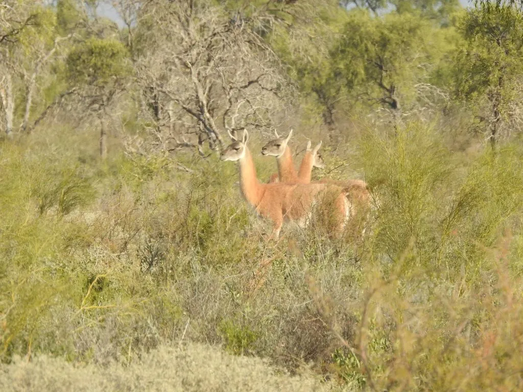 imagen_2025-09-15_233117175