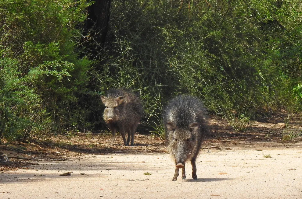 imagen_2025-09-15_233331973