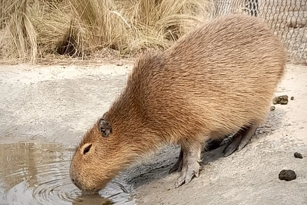 imagen_2025-09-07_210931077